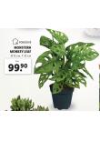 MONSTERA MONKEY LEAF