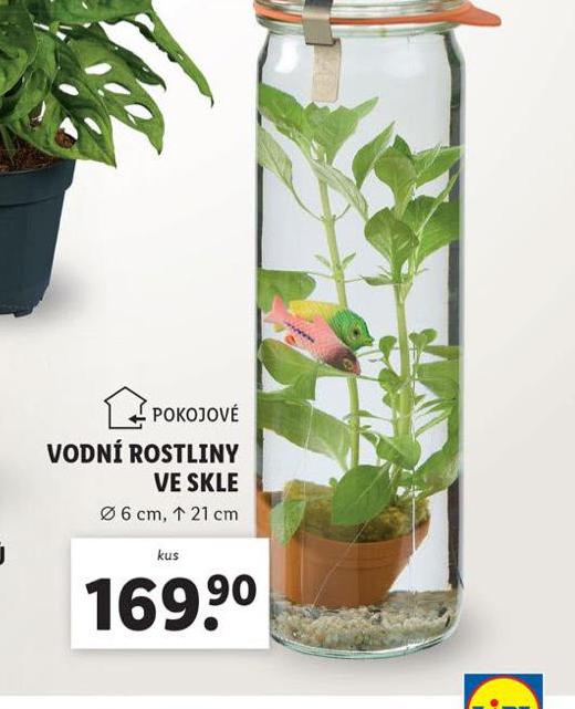 VODN ROSTLINY VE SKLE
