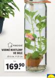 VODN ROSTLINY VE SKLE
