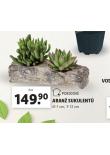 ARAN SUKULENT
