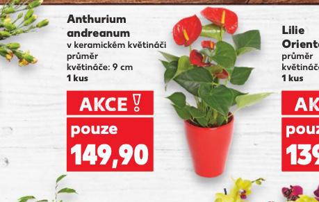ANTHURIUM ANDREANUM