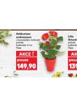 ANTHURIUM ANDREANUM