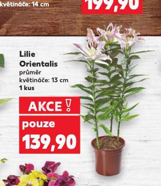 LILIE ORIENTALIS