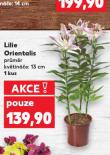 LILIE ORIENTALIS