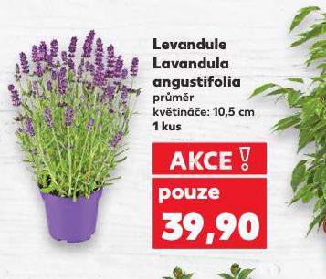 LEVANDULE