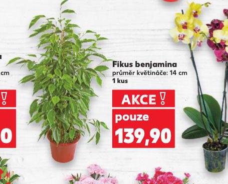 FIKUS BENJAMINA