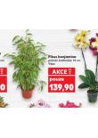 FIKUS BENJAMINA