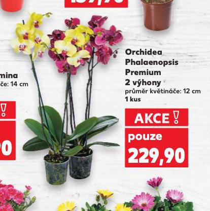 ORCHIDEA - PHALAENOPSIS