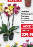 ORCHIDEA - PHALAENOPSIS