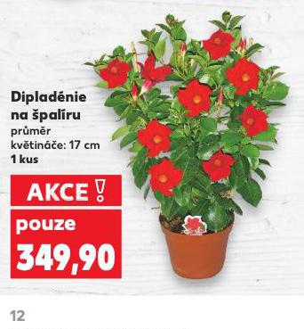 DIPALDIE NA PALRU
