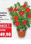 DIPALÉDIE NA ŠPALÍRU