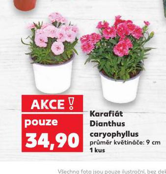 KARAFIT DIANTHUS CARYOPHYLLUS