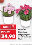 KARAFIÁT DIANTHUS CARYOPHYLLUS