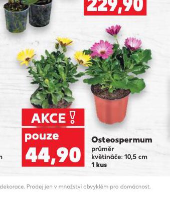 OSTEOSPERMUM