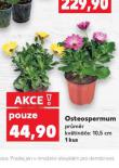 OSTEOSPERMUM