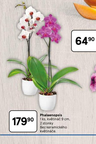 ORCHIDEA - PHALAENOPSIS