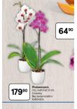 ORCHIDEA - PHALAENOPSIS