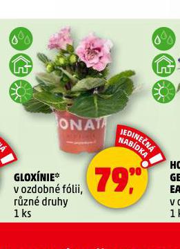 GLOXNIE