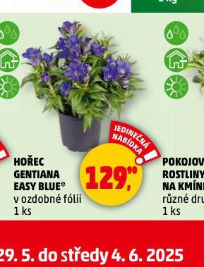 HOEC GENTIANA EASY BLUE