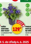 HOEC GENTIANA EASY BLUE