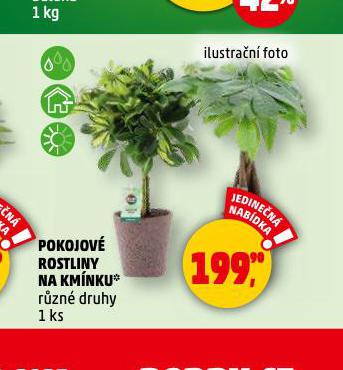 POKOJOV ROSTLINY NA KMNKU