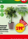POKOJOV ROSTLINY NA KMNKU