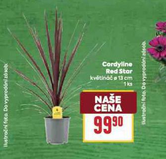 CORDYLINE RED STAR