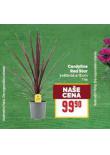 CORDYLINE RED STAR