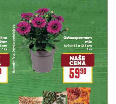 OSTEOSPERMUM MIX