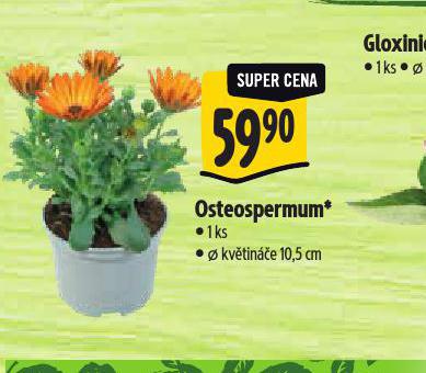 OSTEOSPERMUM