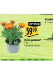 OSTEOSPERMUM
