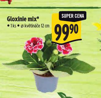 GLOXINIE MIX