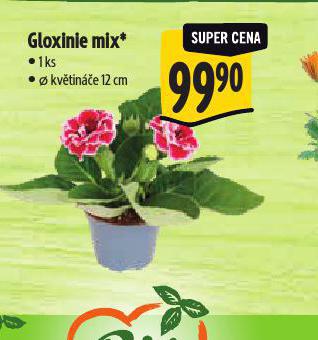 GLOXINIE MIX