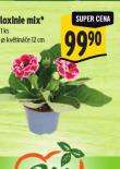GLOXINIE MIX