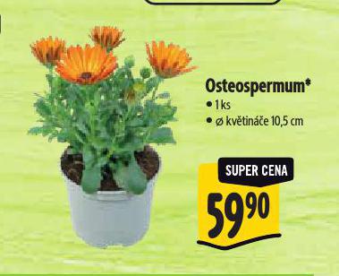 OSTEOSPERMUM