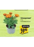 OSTEOSPERMUM