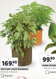 ROSTLINY LUXUS KERAMIKA