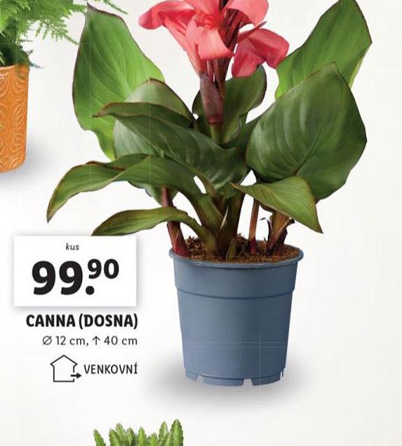 CANNA DOSNA