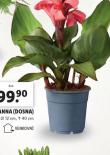 CANNA DOSNA