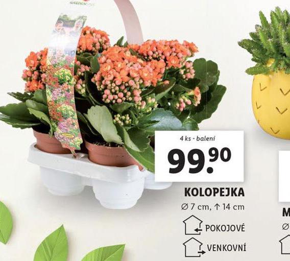 KOLOPEJKA