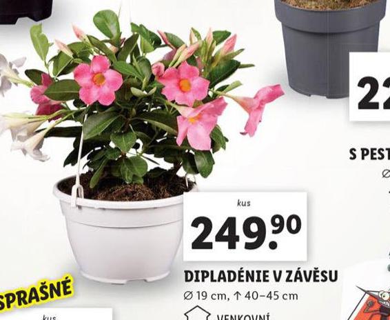 DIPLADNIE V ZVSU