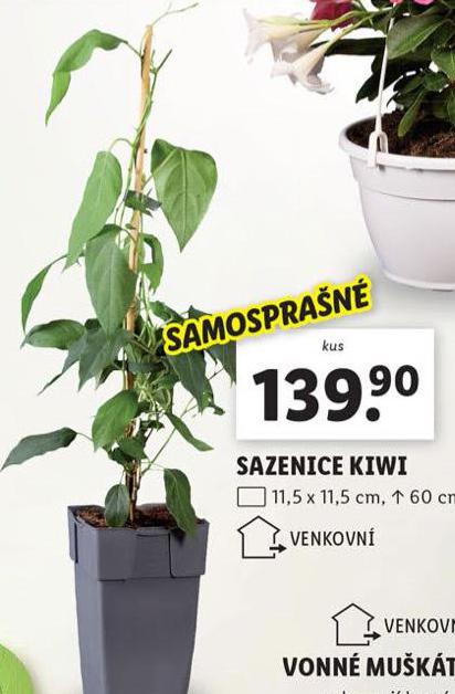 SAZENICE KIWI