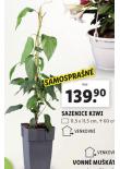 SAZENICE KIWI