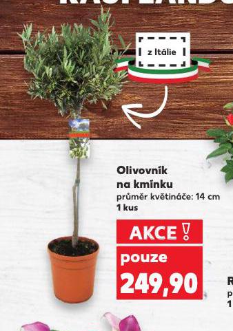 OLIVOVNK NA KMNKU
