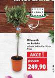 OLIVOVNÍK NA KMÍNKU