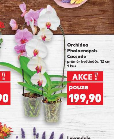ORCHIDEA - PHALAENOPSIS