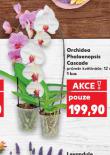 ORCHIDEA - PHALAENOPSIS