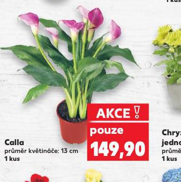 CALLA