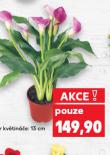 CALLA