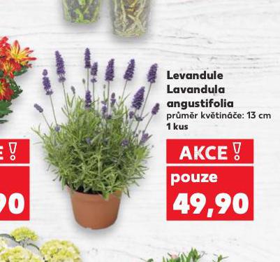 LEVANDULE